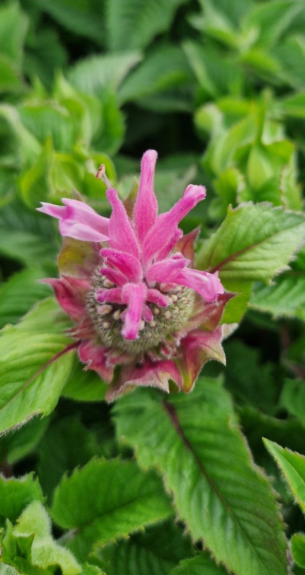 Monarda 'Melua Pink' Monarda 'Melua Pink'