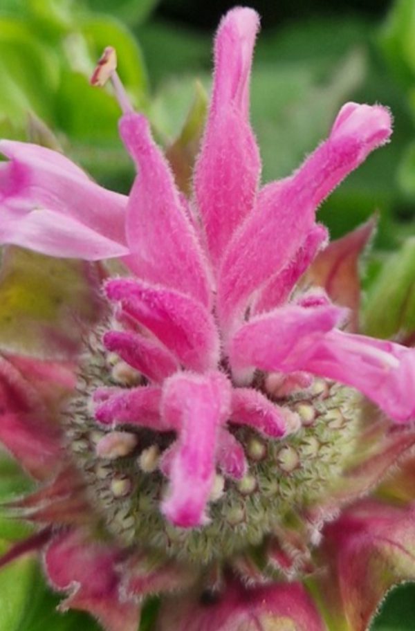 Monarda 'Melua Pink'2 Monarda 'Melua Pink'