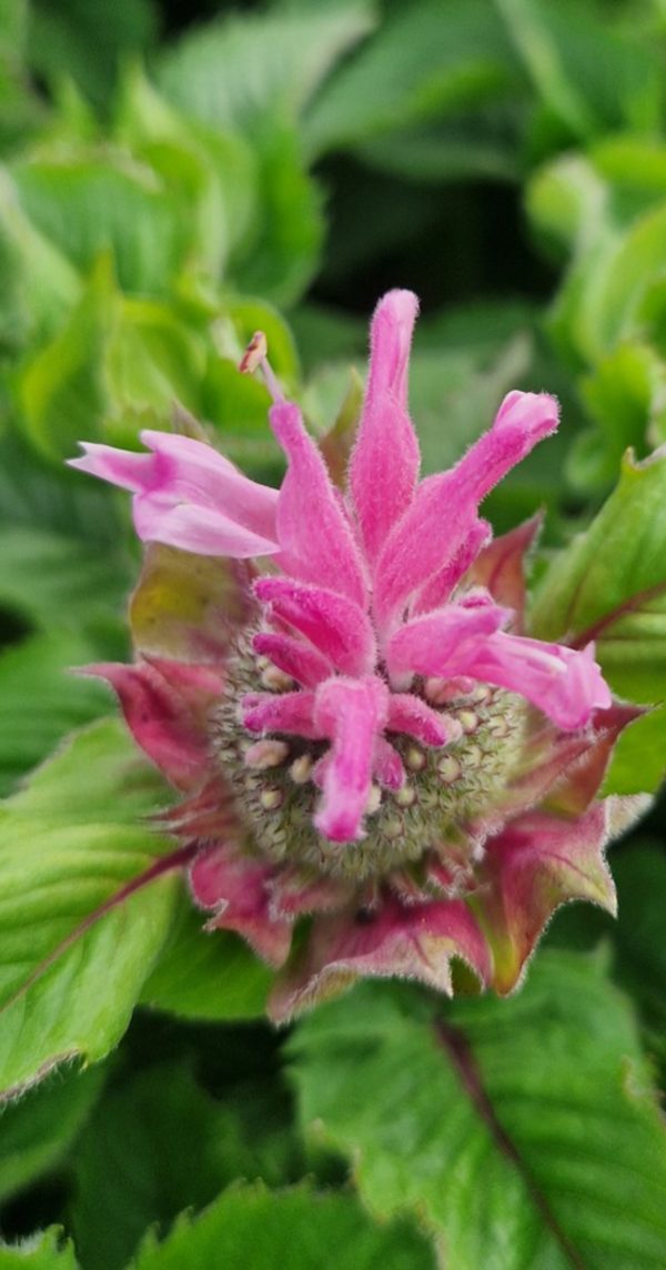 Monarda 'Melua Pink'3 Monarda 'Melua Pink'