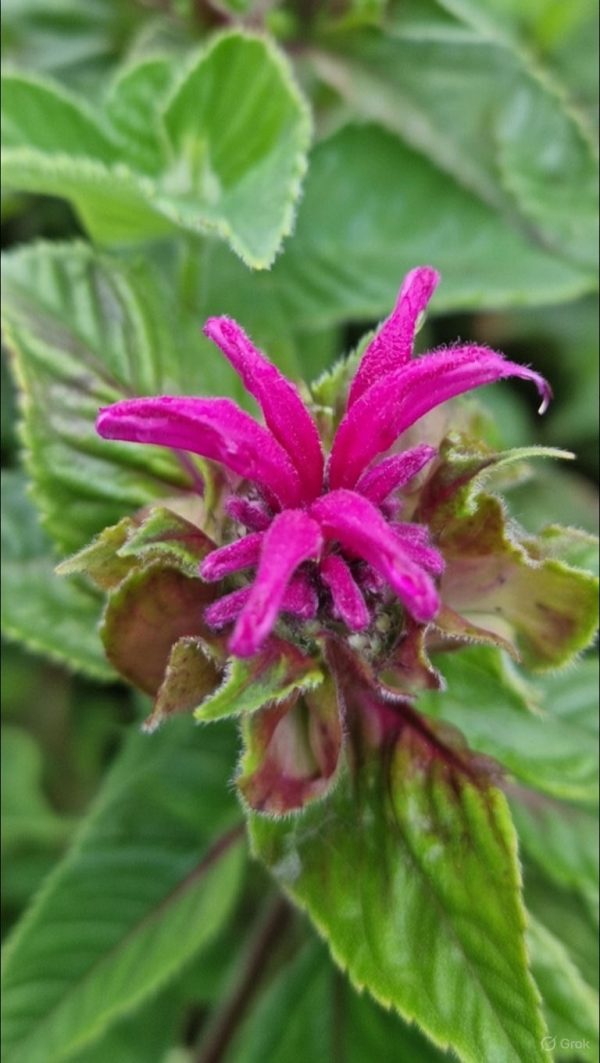 Monarda 'Melua Violet'2 Monarda 'Melua Violet'