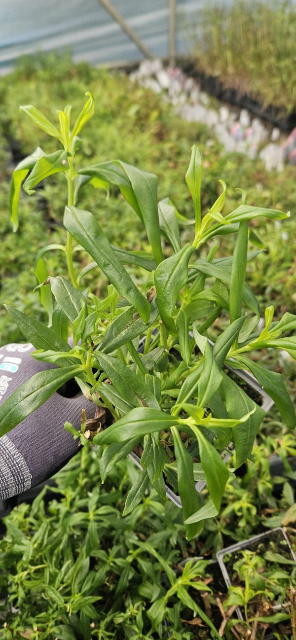 Penstemon 'Flock of Flamingos'