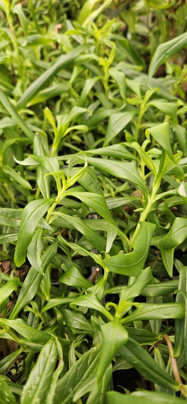 Penstemon 'Flock of Flamingos'