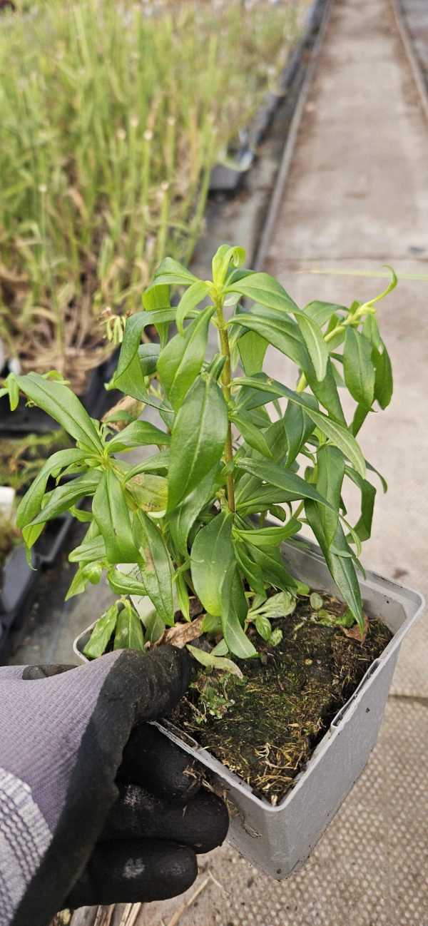 Penstemon 'Flock of Flamingos'