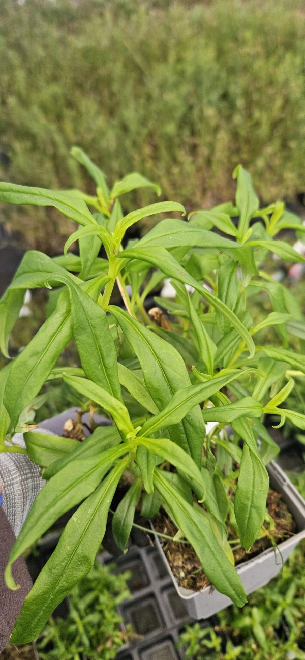 Penstemon 'Harlequin Lilac'