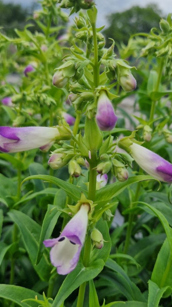 Penstemon 'Harlequin Lilac'