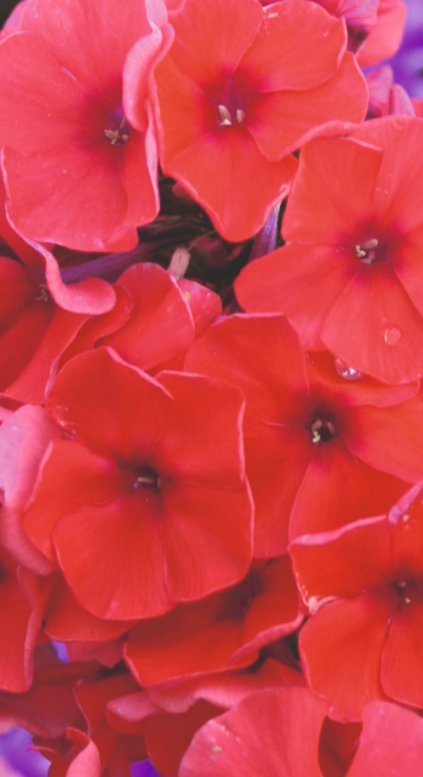 Phlox x paniculata 'Adessa Orange'2 Phlox x paniculata 'Adessa Orange'