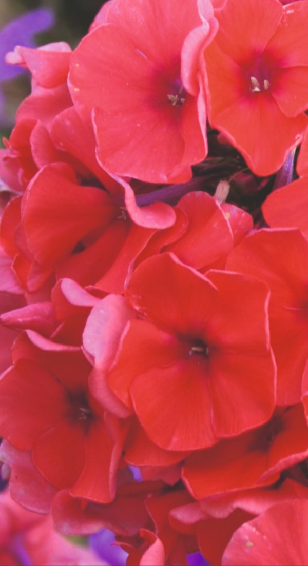 Phlox x paniculata 'Adessa Orange'3 Phlox x paniculata 'Adessa Orange'