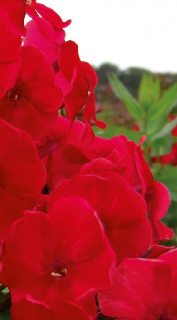 Phlox x paniculata 'Adessa Special Fire' Phlox x paniculata 'Adessa Special Fire'