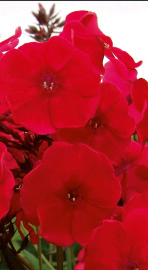 Phlox x paniculata 'Adessa Special Fire'2 Phlox x paniculata 'Adessa Special Fire'