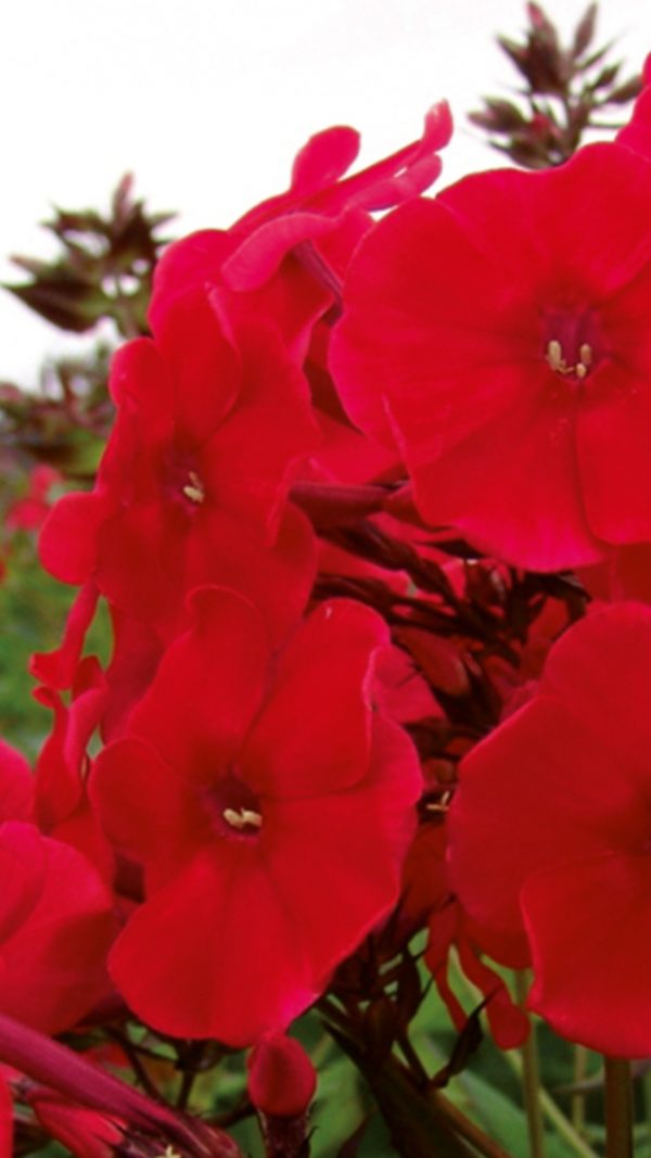 Phlox x paniculata 'Adessa Special Fire'3 Phlox x paniculata 'Adessa Special Fire'