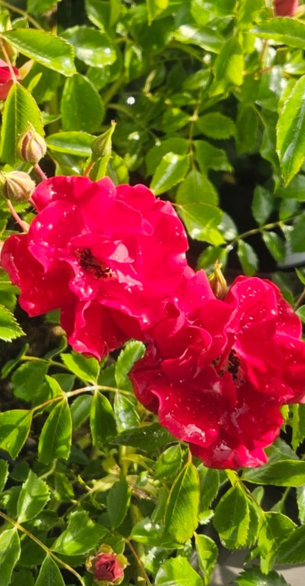 Rosa 'Rambling Rosie' (Rambler) Rosa 'Rambling Rosie'