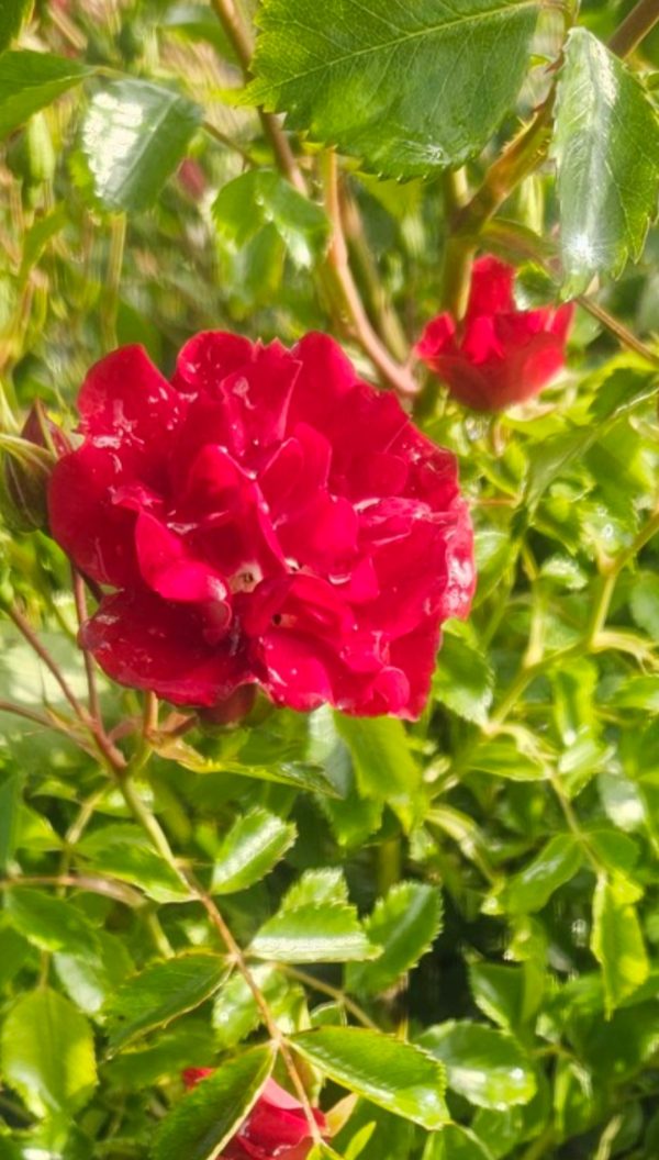 Rosa 'Rambling Rosie' (Rambler)2 Rosa 'Rambling Rosie'