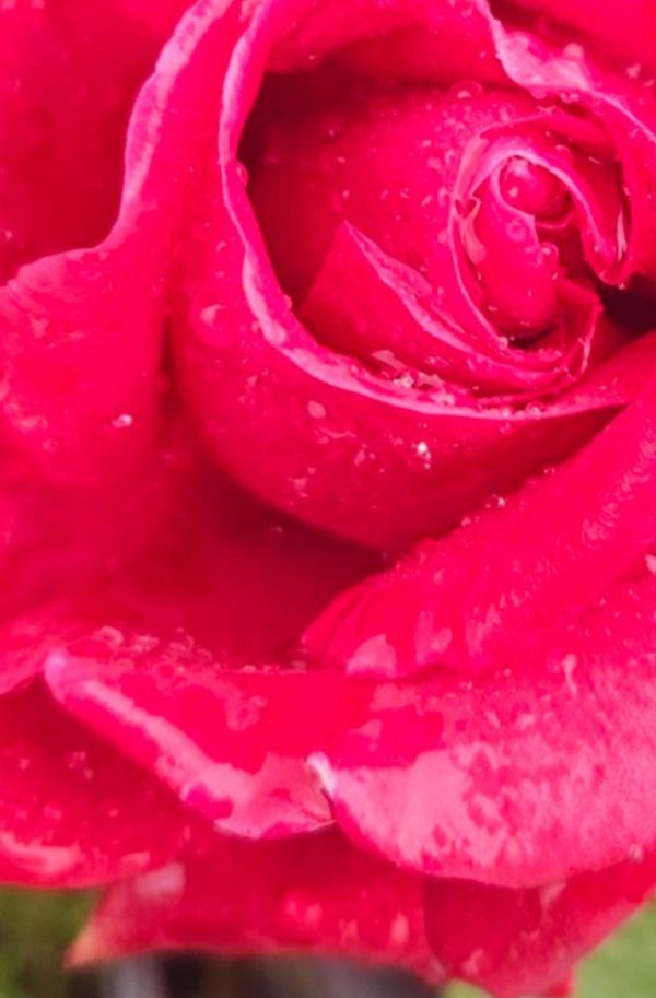 Rosa 'Thinking Of You'