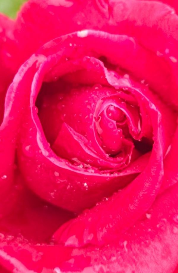 Rosa 'Thinking Of You'