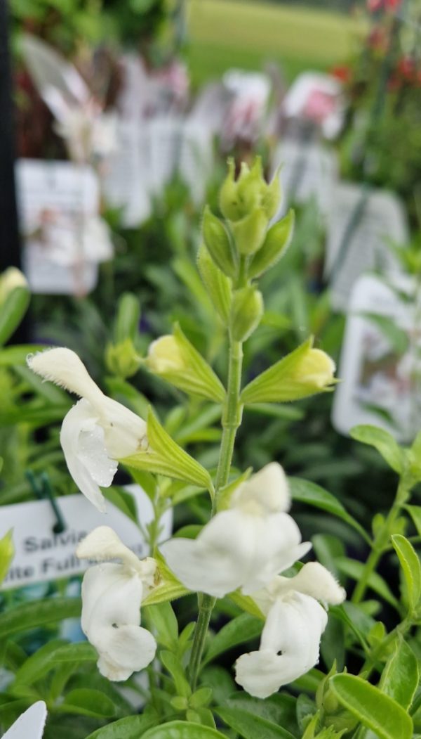 Salvia 'White Full Moon'