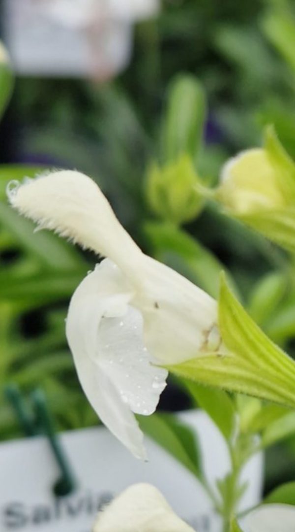 Salvia 'White Full Moon'