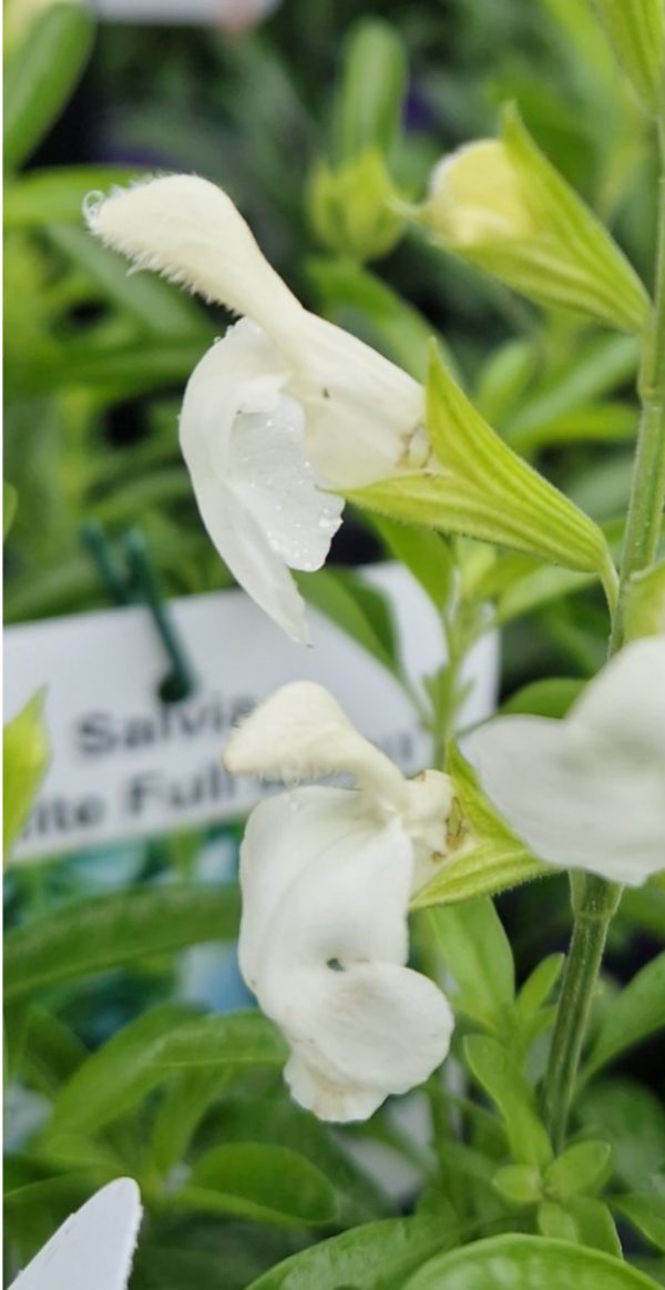 Salvia 'White Full Moon'