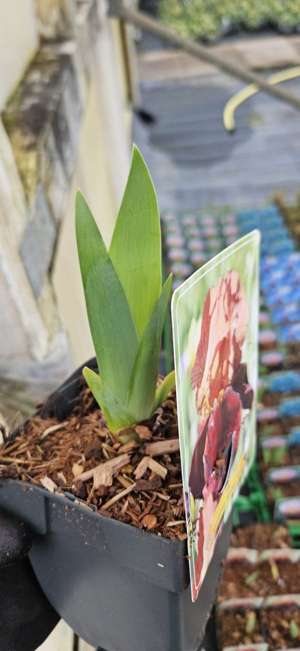 iris natchez chief 3 iris natchez chief 3