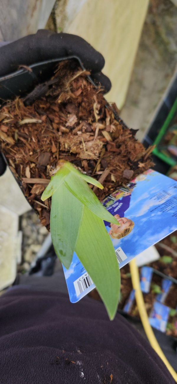 iris natchez chief 4 iris natchez chief 4