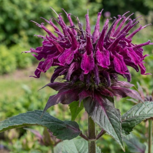 Monarda Danish Dark