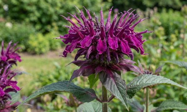 Monarda Danish dark Monarda Danish Dark