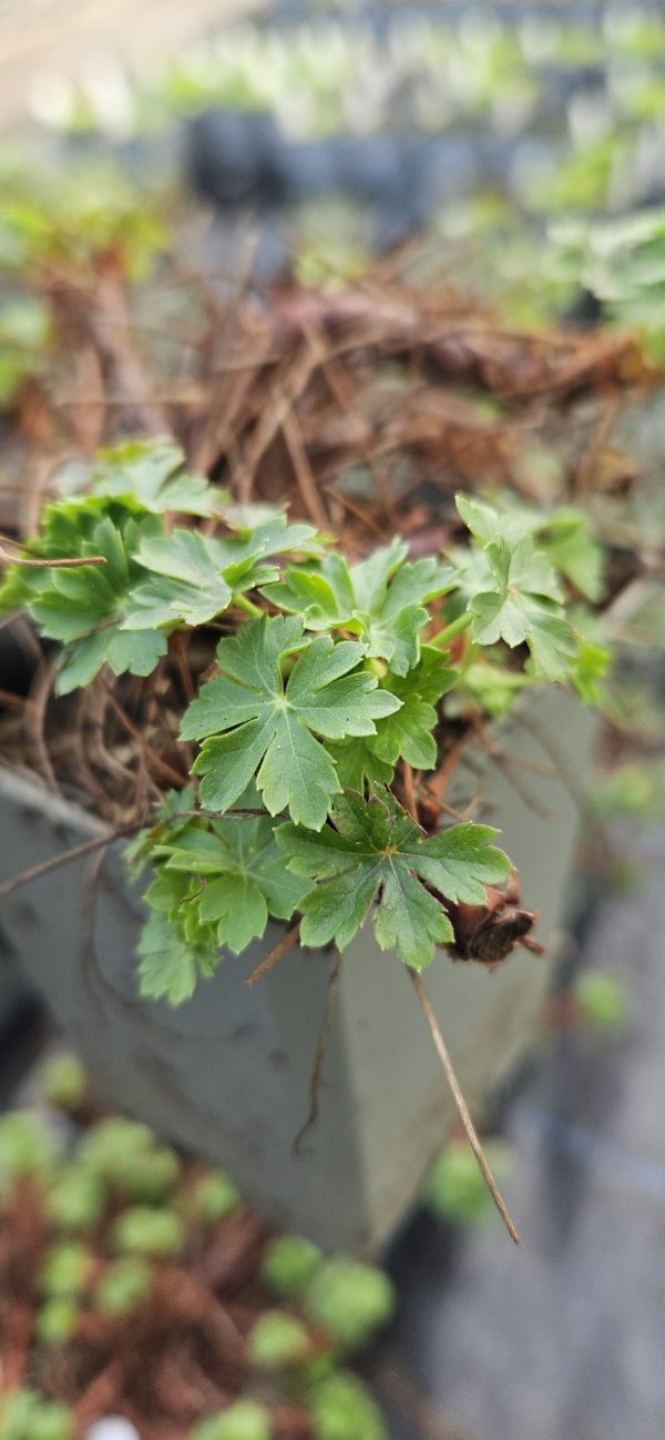 Geranium Cambridge 4