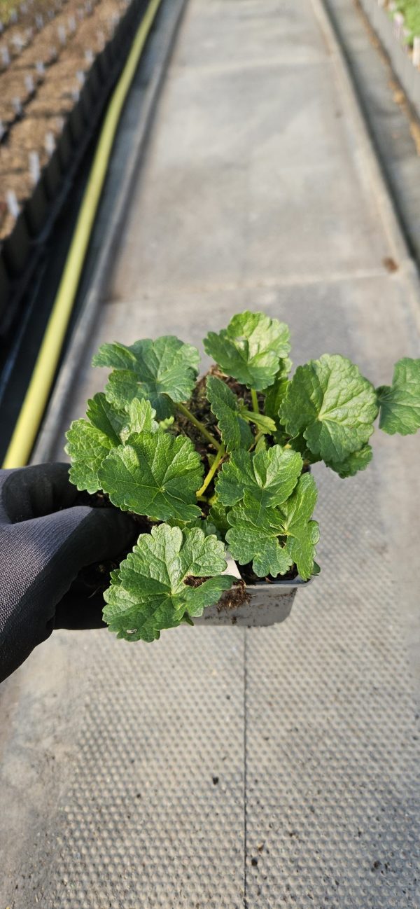 sidalcea sussex beauty 3