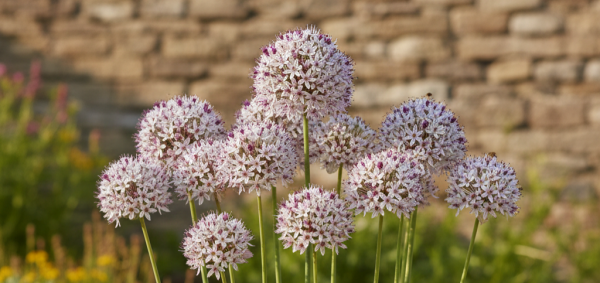 Allium 'Silver Spring'