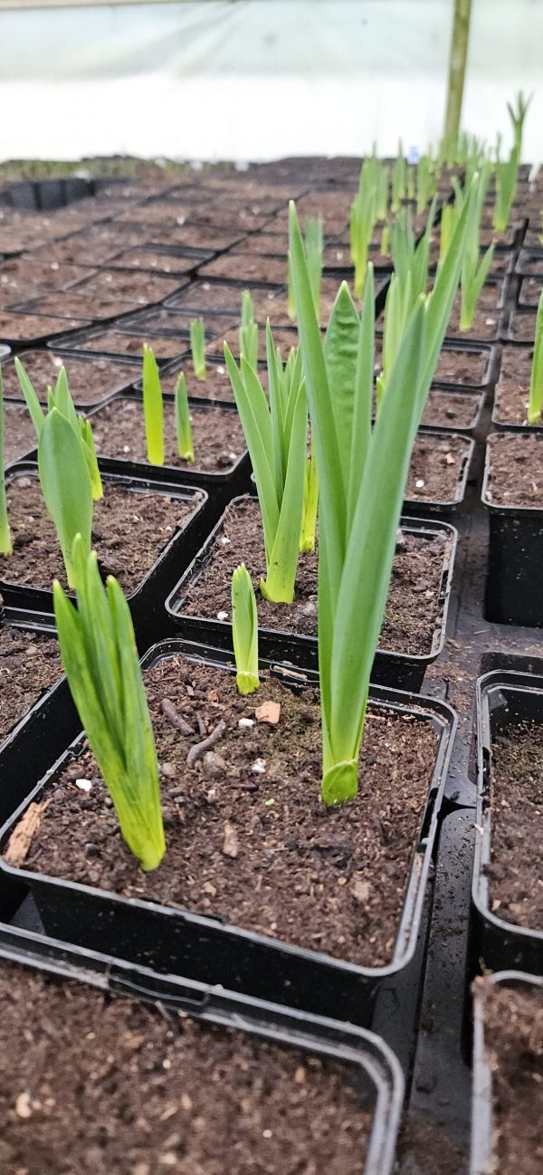 Allium 'Silver Spring'