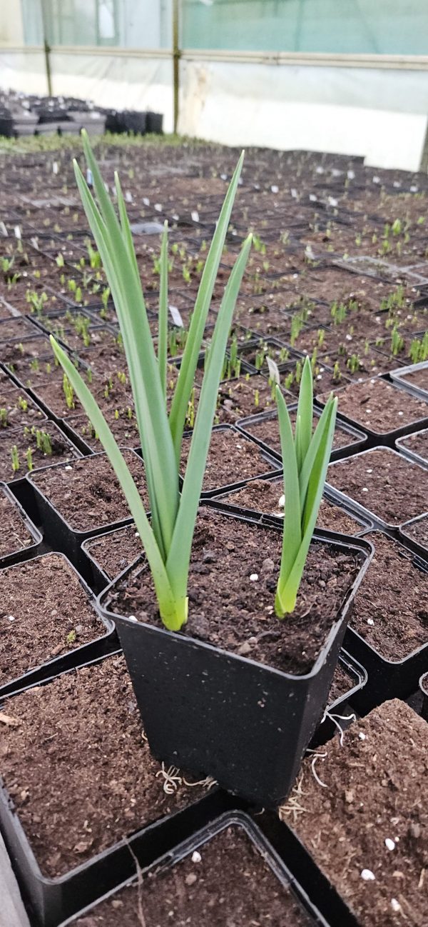 Allium 'Silver Spring'