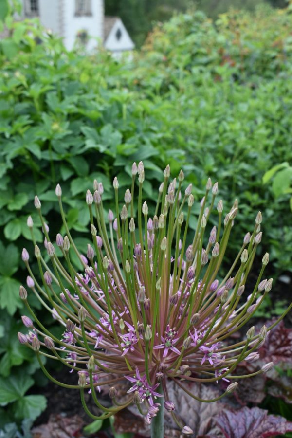 Allium schubertii