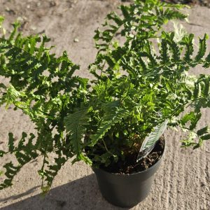 Dryopteris affinis 'Cristata the King'