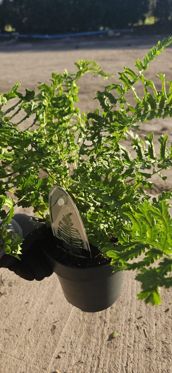 Dryopteris affinis 'Cristata the King'
