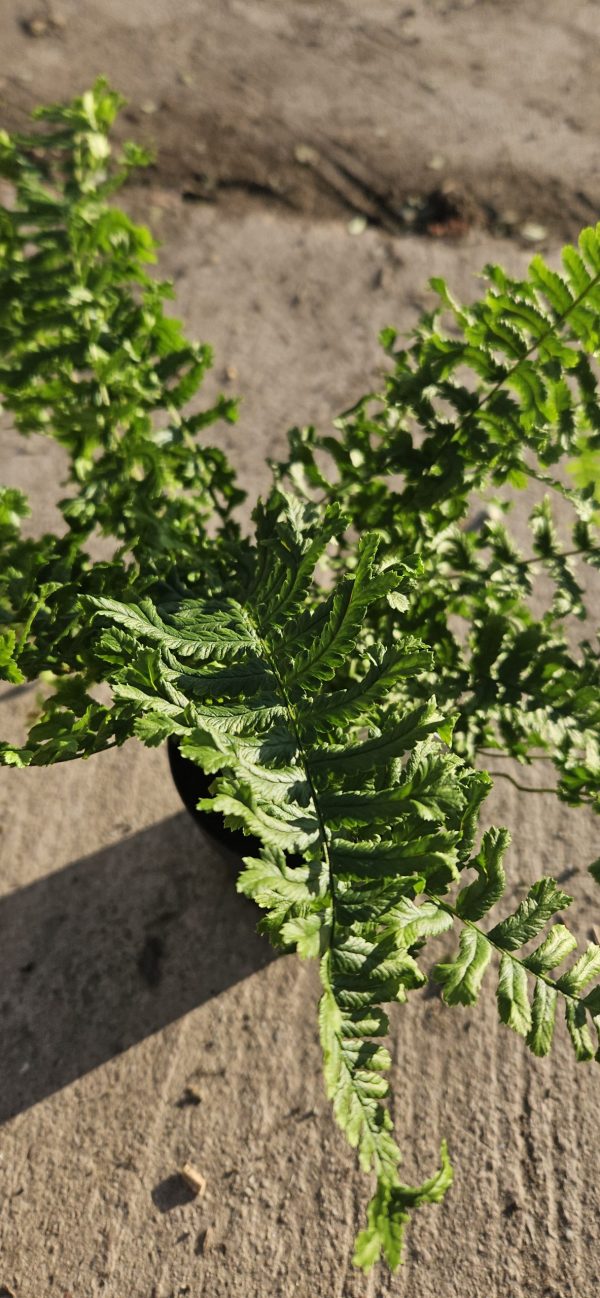 Dryopteris affinis 'Cristata the King'