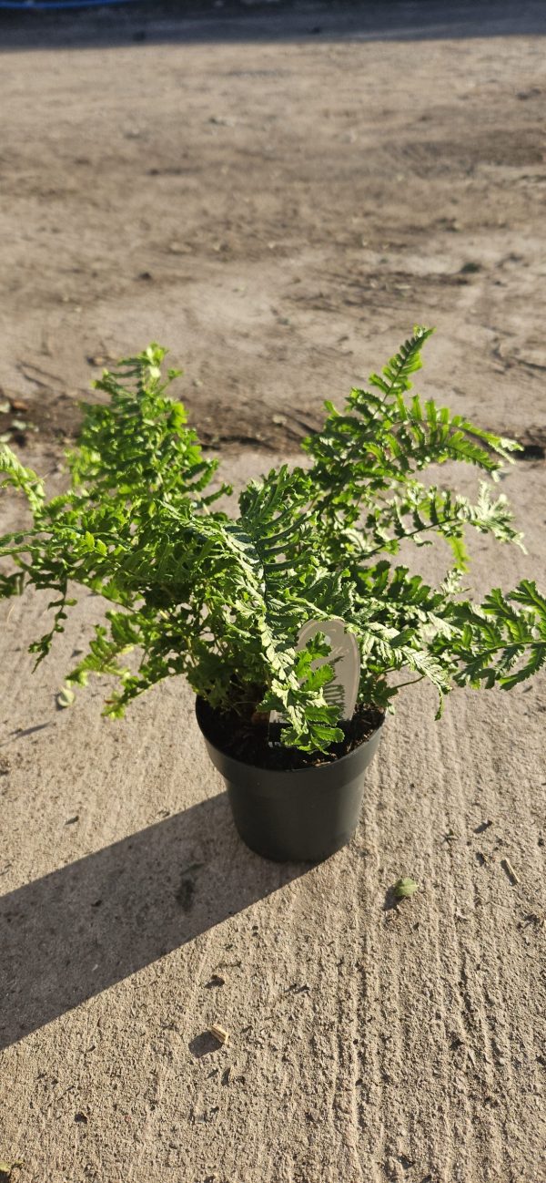 Dryopteris affinis 'Cristata the King'