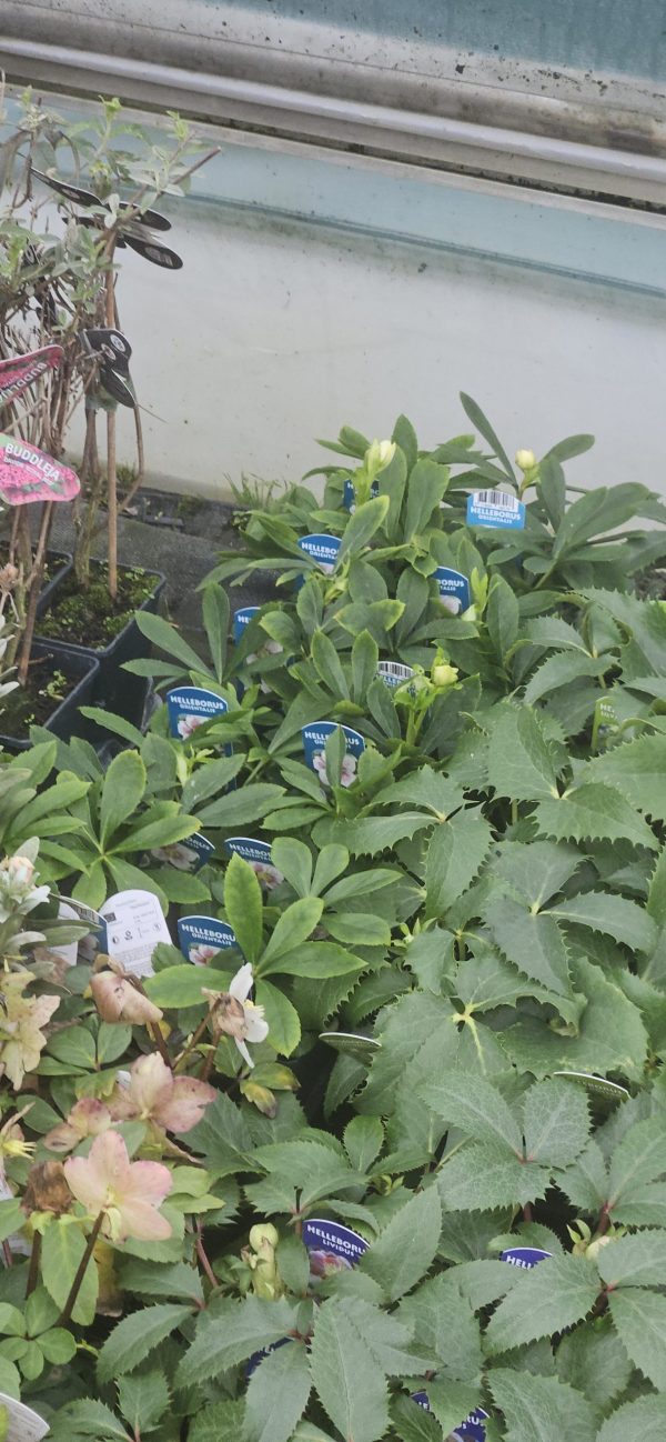 Helleborus × sternii 'Silver Dollar'