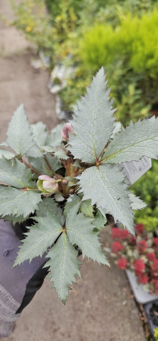 Helleborus × sternii 'Silver Dollar'
