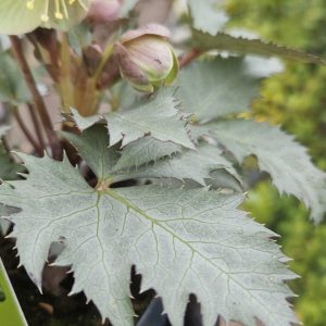 Helleborus × sternii 'Silver Dollar'