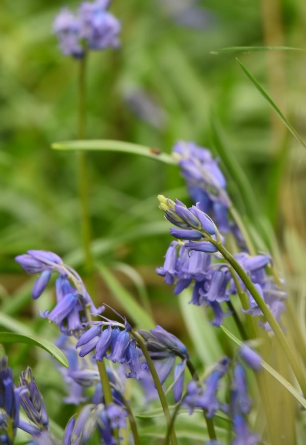 Hyacinthoides non-scripta