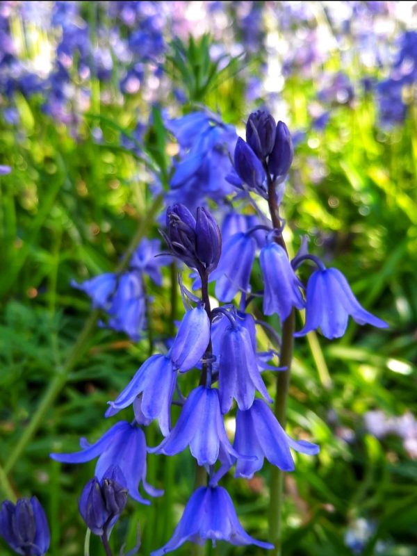 Hyacinthoides non-scripta