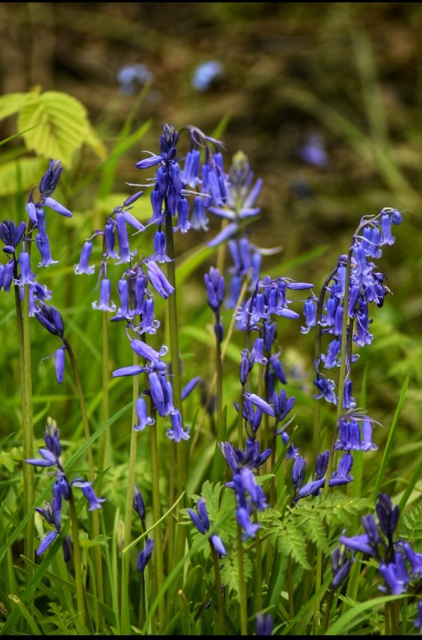 Hyacinthoides non-scripta
