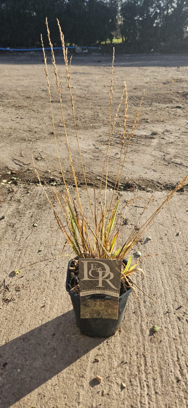 Molinia caerulea subsp. caerulea 'Variegata'