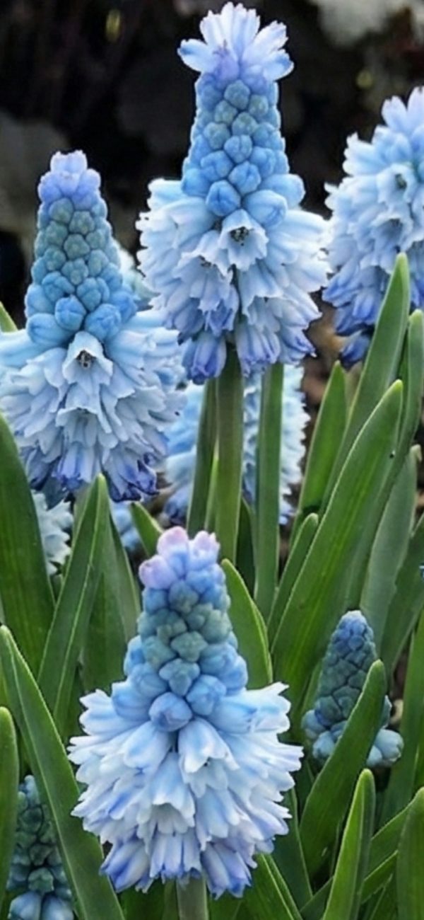 Muscari azureum