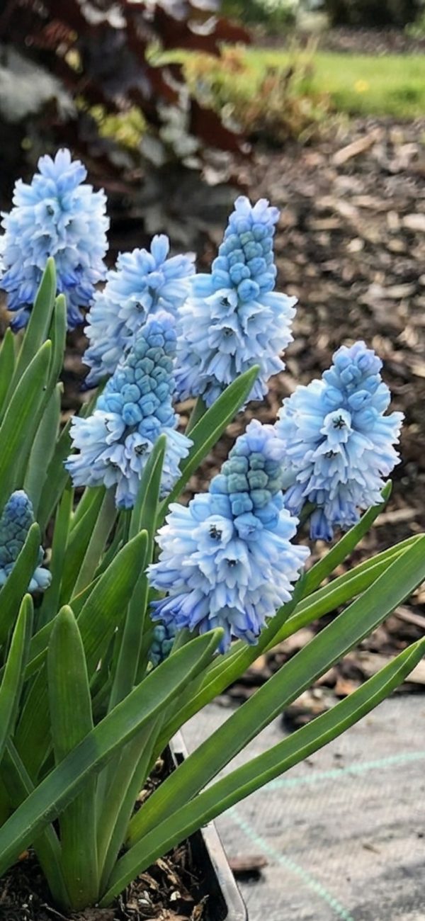Muscari azureum