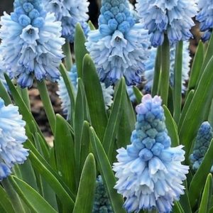 Muscari azureum
