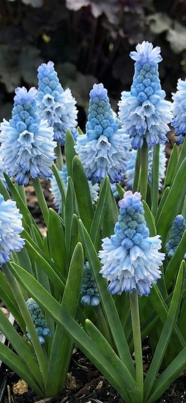 Muscari azureum