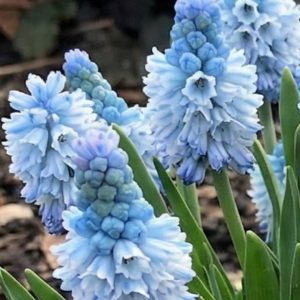 Muscari azureum