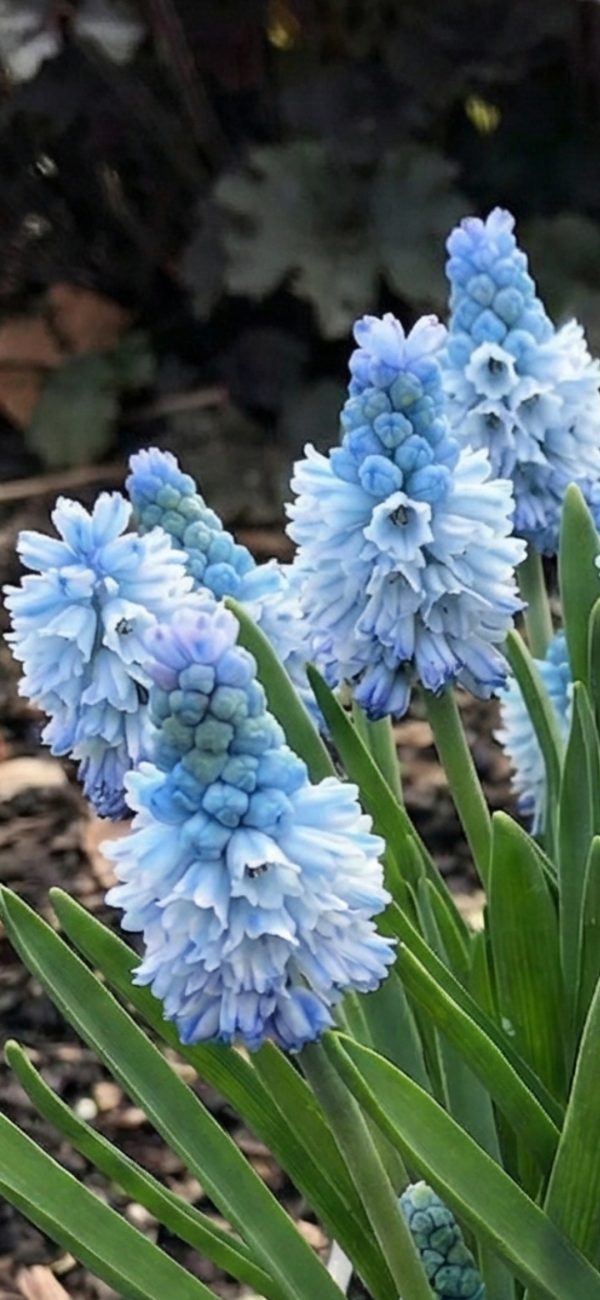 Muscari azureum