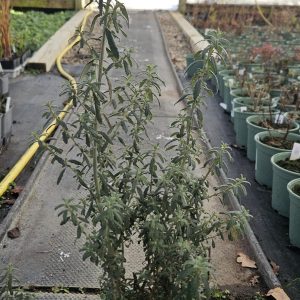 Olearia phlogopappa 'Spring Bling'