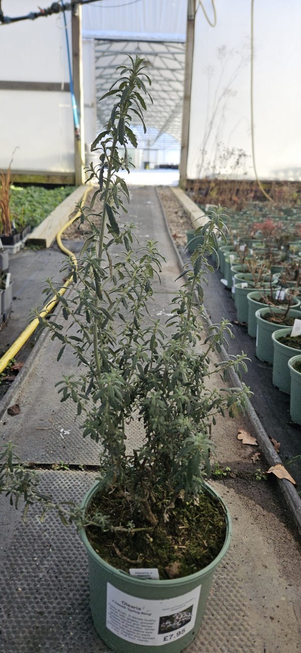 Olearia phlogopappa 'Spring Bling'